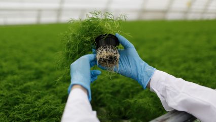 L’assainissement écologique des bâtiments